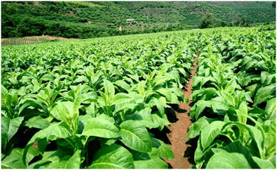 當吸煙者呼吁關閉煙廠 一場被忽視的后果論辯