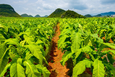 煙田與煙草 歷史、文化與爭(zhēng)議的交織